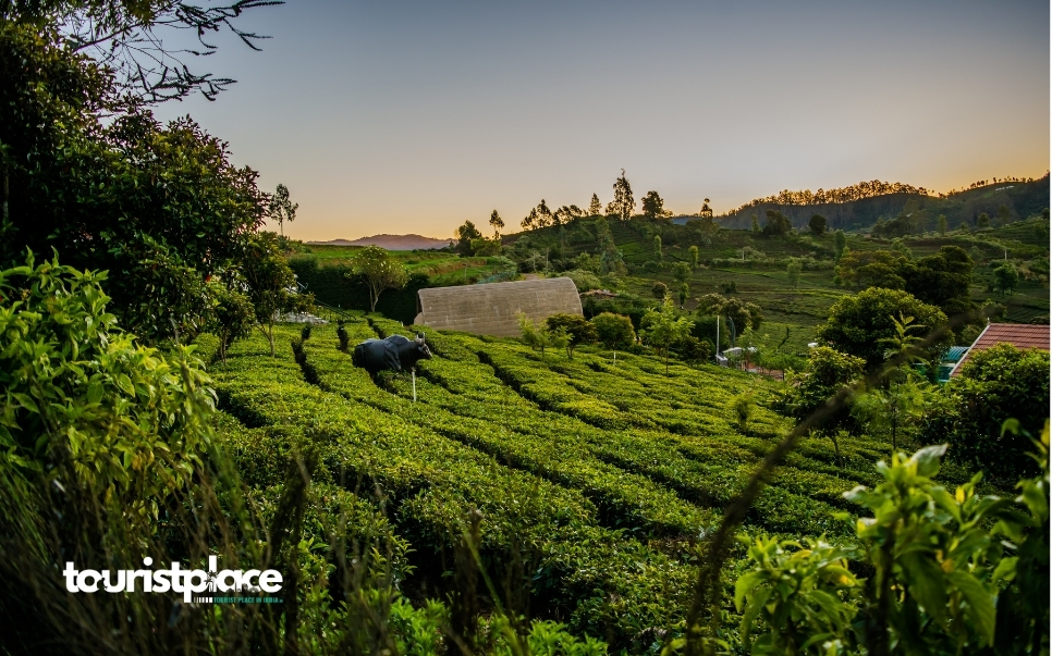 Ooty Tamil Nadu hill station with tea gardens, Nilgiri mountains and scenic landscape - Tourist Place In India